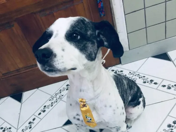 Cachorro ra a Não sei que raça ele é não  idade 6 ou mais anos nome Betouvy 