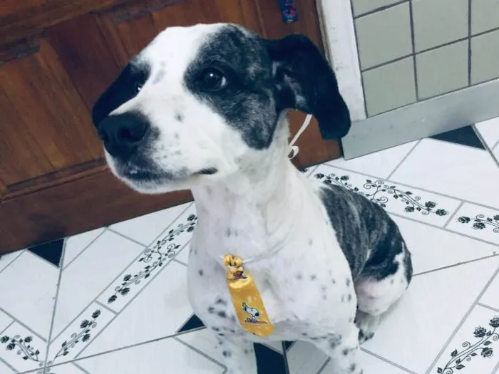 Cachorro ra a Não sei que raça ele é não  idade 6 ou mais anos nome Betouvy 