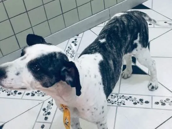 Cachorro ra a Não sei que raça ele é não  idade 6 ou mais anos nome Betouvy 