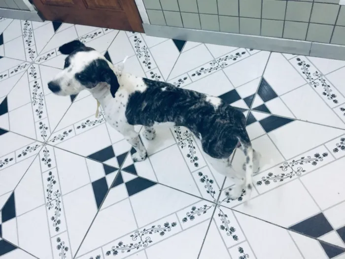 Cachorro ra a Não sei que raça ele é não  idade 6 ou mais anos nome Betouvy 