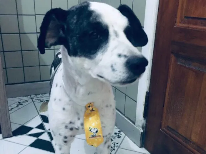 Cachorro ra a Não sei que raça ele é não  idade 6 ou mais anos nome Betouvy 