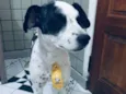 Betouvy