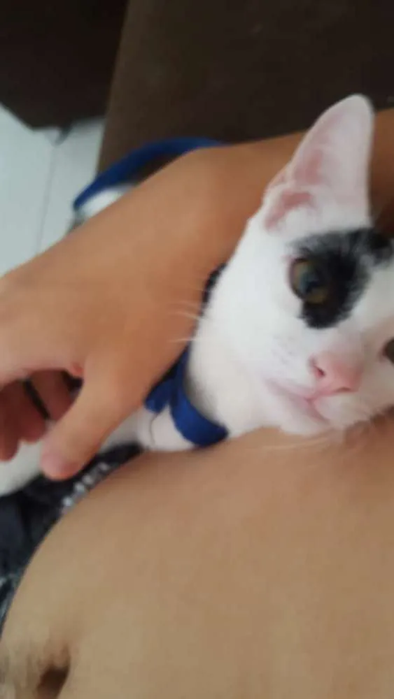 Gato ra a SRD idade 2 a 6 meses nome Loki