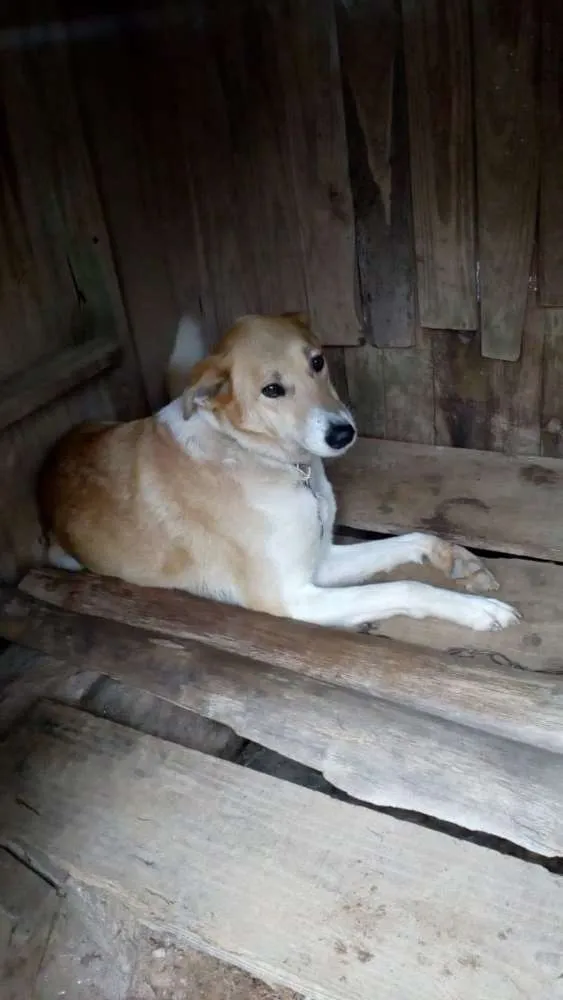 Cachorro ra a SRD idade 5 anos nome Teca
