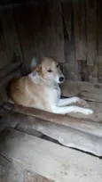 Teca