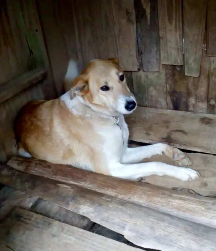 Cachorro ra a SRD idade 5 anos nome Teca