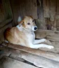 Teca