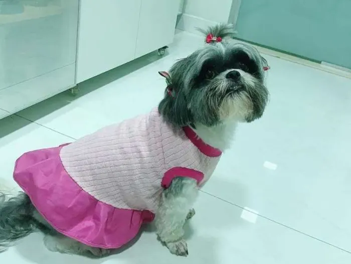 Cachorro ra a Shitzu idade 4 anos nome Mel