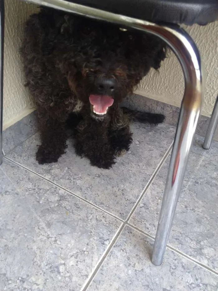 Cachorro ra a Poodle idade 1 ano nome Bolt