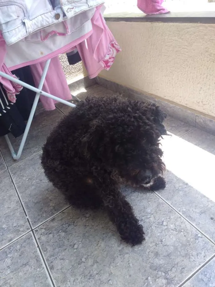 Cachorro ra a Poodle idade 1 ano nome Bolt