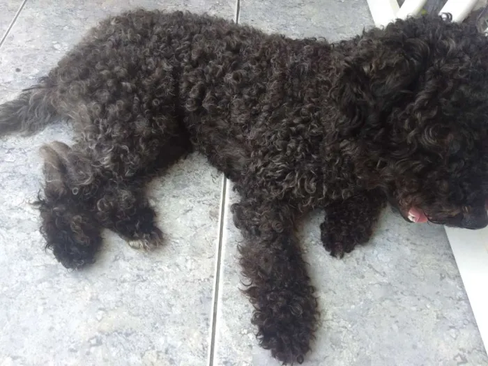 Cachorro ra a Poodle idade 1 ano nome Bolt