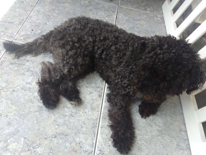 Cachorro ra a Poodle idade 1 ano nome Bolt