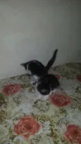 Chaninha pintinha