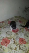 Chaninha pintinha