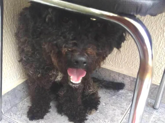 Cachorro ra a Poodle idade 1 ano nome Bolt