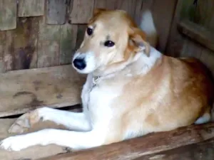 Cachorro raça SRD idade 5 anos nome Teca
