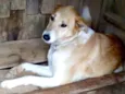 Teca