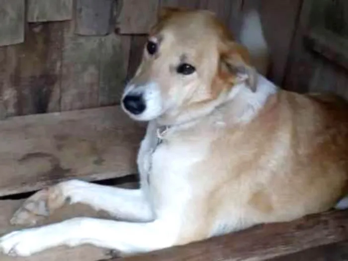 Cachorro ra a SRD idade 5 anos nome Teca