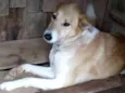 Teca