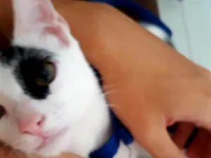 Gato raça SRD idade 2 a 6 meses nome Loki