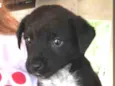 Doguinho