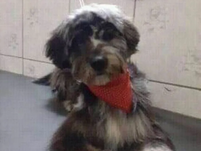 Cachorro ra a Mix de poodle  idade 1 ano nome Frederico. Fred