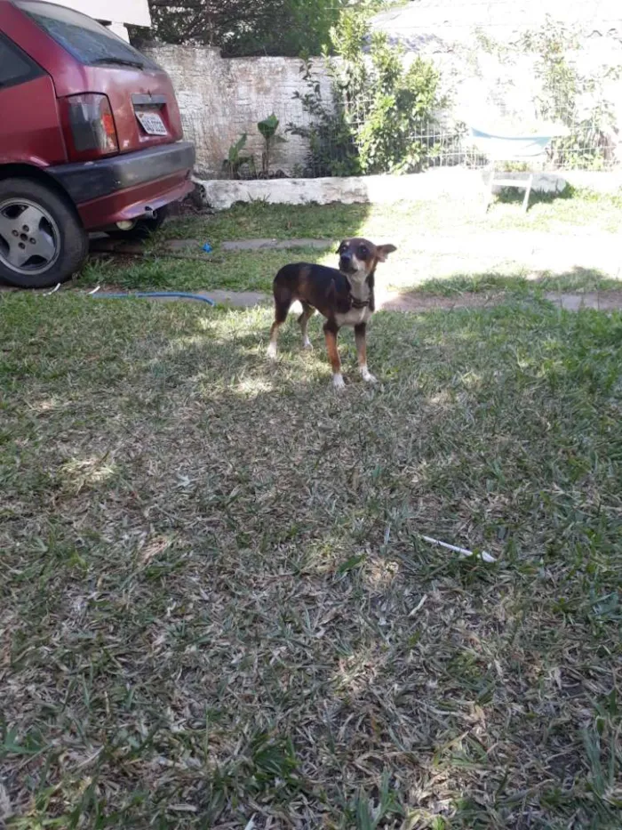 Cachorro ra a Pinscher idade 7 a 11 meses nome Johny