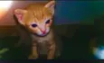 Gatinho