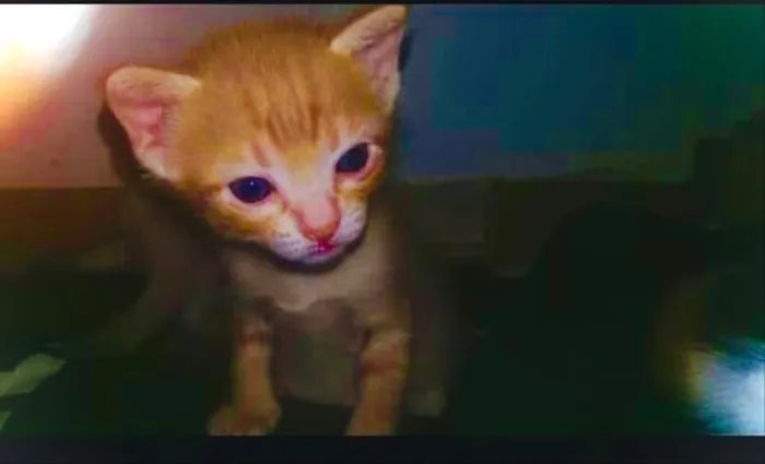 Gato ra a Indefinida idade Abaixo de 2 meses nome Gatinho