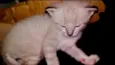 Gatinho
