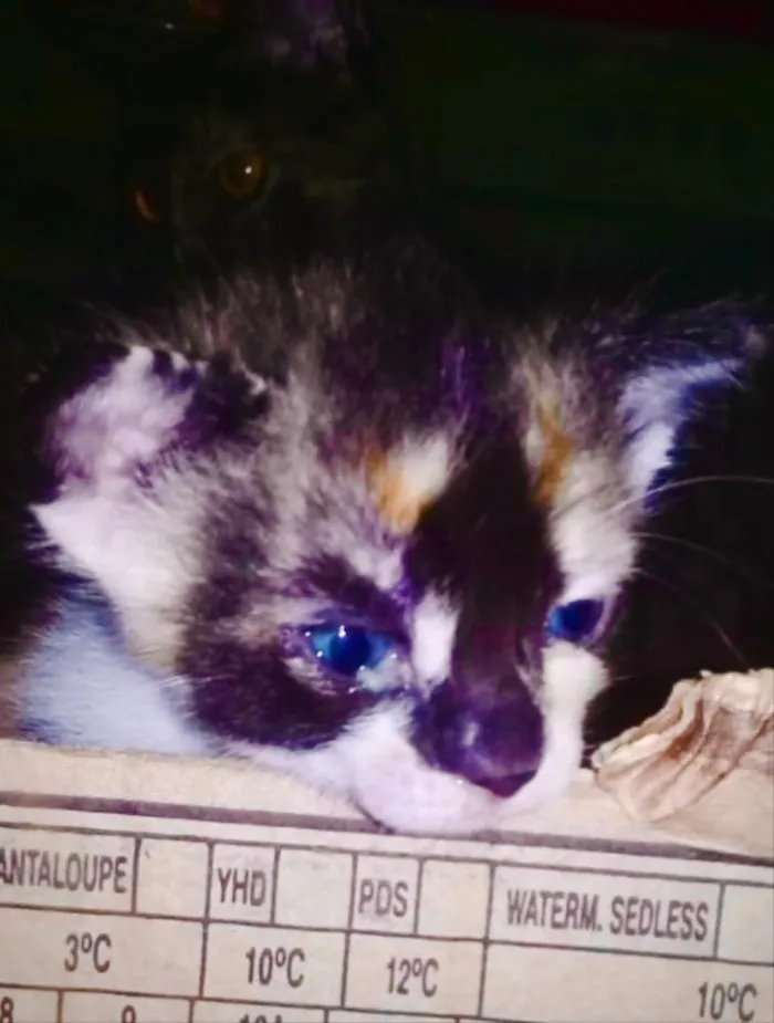 Gato ra a Indefinida idade Abaixo de 2 meses nome Gatinho