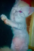 Gatinho