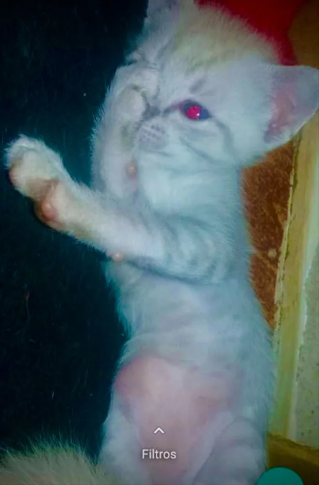 Gato ra a Indefinida idade Abaixo de 2 meses nome Gatinho
