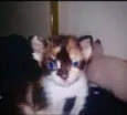 Gatinho