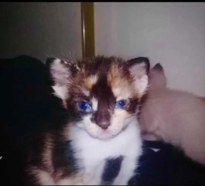 Gato ra a Indefinida idade Abaixo de 2 meses nome Gatinho