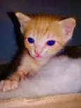Gatinho