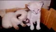 Gatinho