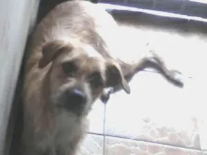 Cachorro raça SRD vira lata idade 2 anos nome Pandora