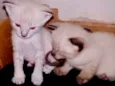 Gatinho