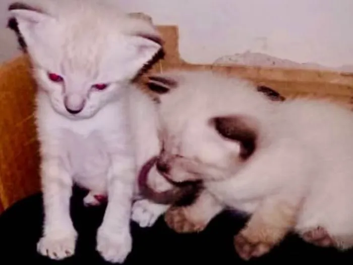 Gato ra a Indefinida idade Abaixo de 2 meses nome Gatinho