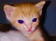 Gatinho