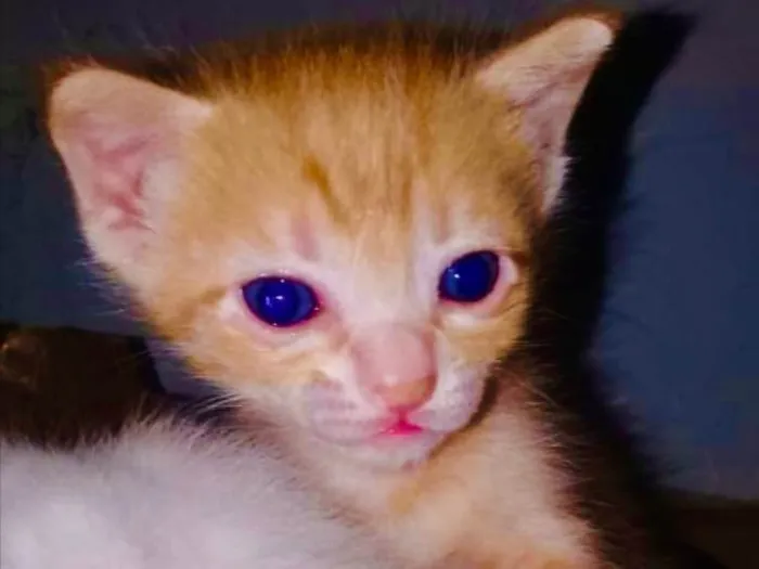 Gato ra a Indefinida idade Abaixo de 2 meses nome Gatinho