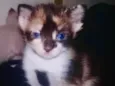 Gatinho