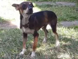 Cachorro ra a Pinscher idade 7 a 11 meses nome Johny