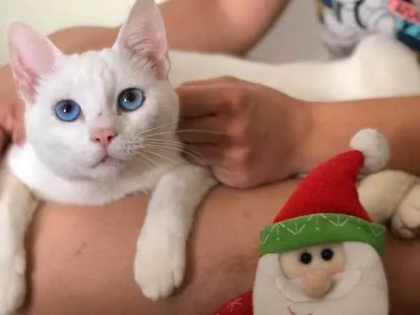 Gato ra a Não sei idade  nome Beiju