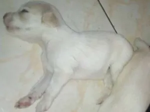 Cachorro raça Vira lata idade Abaixo de 2 meses nome Não tem nome