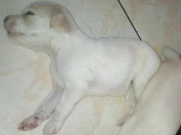 Cachorro raça Vira lata idade Abaixo de 2 meses nome Não tem nome