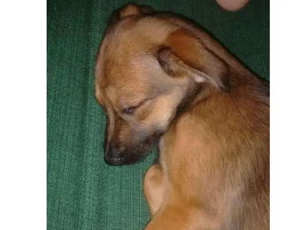 Cachorro ra a srd idade 2 a 6 meses nome Luna