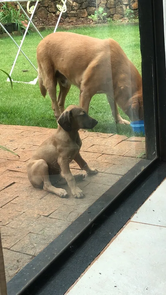 Cachorro ra a Vira lata  idade 1 ano nome Não tem 