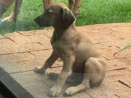 Cachorro ra a Vira lata  idade 1 ano nome Não tem 